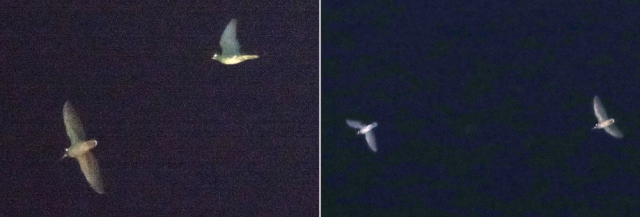 鳥類の夜間渡りの様子