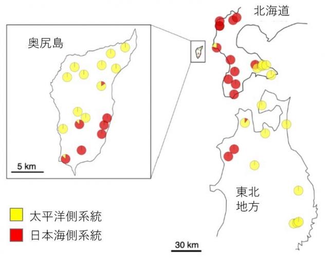 東北地方～北海道南西部、奥尻島のブナの葉から採取した葉緑体DNAを示した図