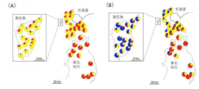 核DNAから、東北地方と北海道のクラスター(遺伝的グループ)の分布に地理的パターンが見られる図