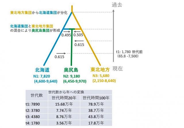 北海道集団と東北地方集団の混合により奥尻島集団が形成されたことを示す図