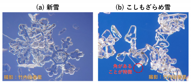 左：新雪の拡大写真。右：角があることが特徴のこしもざらめ雪の拡大写真。