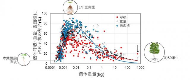 個体呼吸・重量・表面に占める根の割合と固体重量の関係を示すグラフ