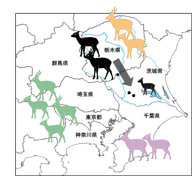 図1.ミトコンドリアDNA解析により関東地方のシカは那須矢板、日光、房総半島、関東山地の4つの集団に分けられることを示す図