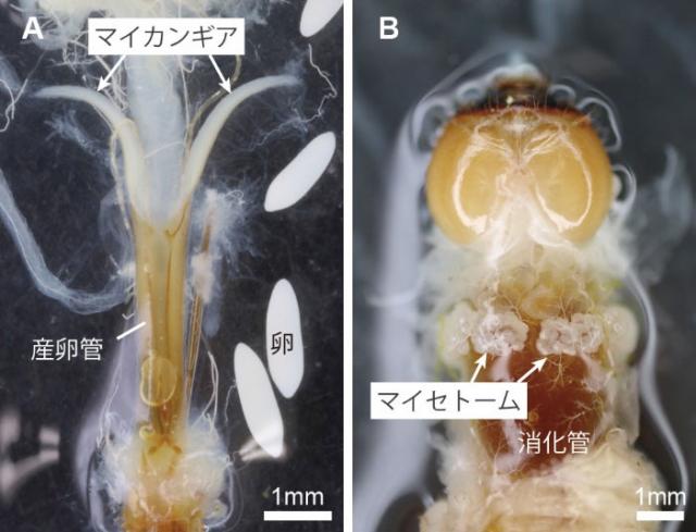 ヨツスジハナカミキリの成虫（写真左）と幼虫を解剖した写真（写真右）