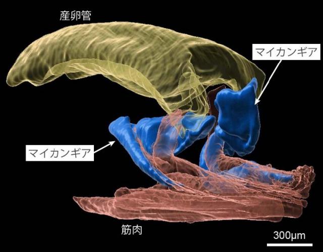 メスの成虫の体内に存在する共生器官と産卵管の構造