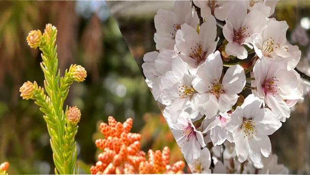 写真1.左スギの雌花と雄花の写真。右サクラ（「ソメイヨシノ」）の花の写真。