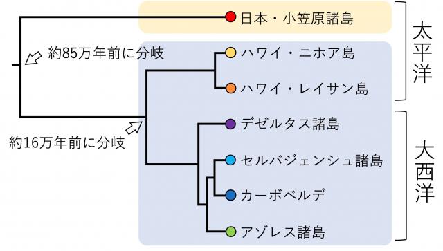 核DNAの分析を行った小笠原諸島の集団と、ハワイと大西洋を含む集団それぞれの集団の系統関係を明らかにした図