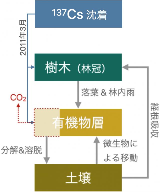 図1本モデルにおける林床の有機物質の放射性セシウム動態の概略を示した図