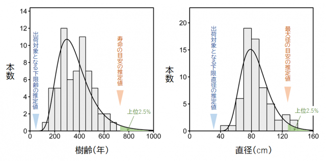 齢（寿命）および直径（最大径）を推定