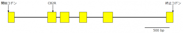 図2 MS4の構造を表す模式図