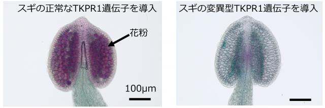 図3 スギの正常なTKPR1遺伝子を導入した写真左。スギの変異型TKPR1遺伝子を導入した写真右。