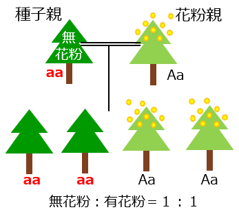 付図1 無花粉スギの種子を使った苗木の生産を示した図