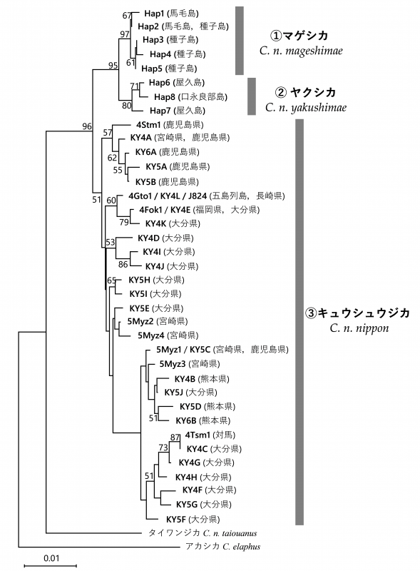 図2 マゲシカ、ヤクシカ、キュウシュウジカの3つのグループに分けられた系統解析の結果を示した図