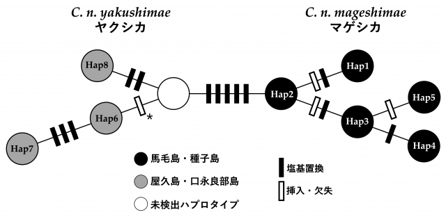 図3 塩基配列の違いを示した図