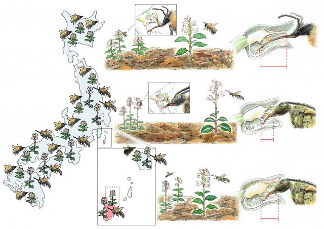 図1マルハナバチ、ツチバチ、アケボノシュスラン、シュスランと日本列島のイラスト