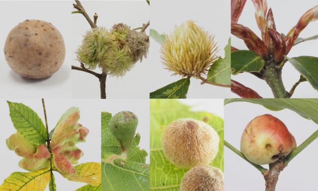 写真1 植食性の昆虫が植物に産卵・寄生することで形成される、さまざまな虫こぶの写真