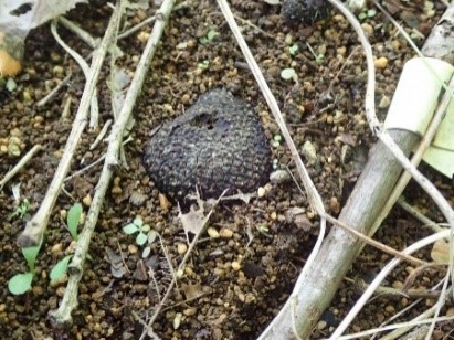 左、地表面に発生した黒トリュフ