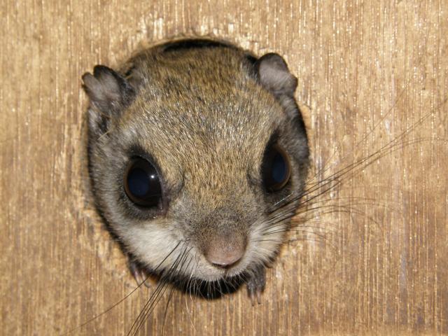 ニホンモノンガの顔写真
