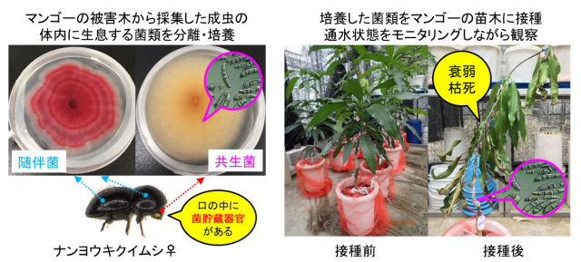左：ナンヨウキクイムシ、右：培養した菌類をマンゴーの苗木に接種通水状態をモニタリングしながら観察している様子の写真