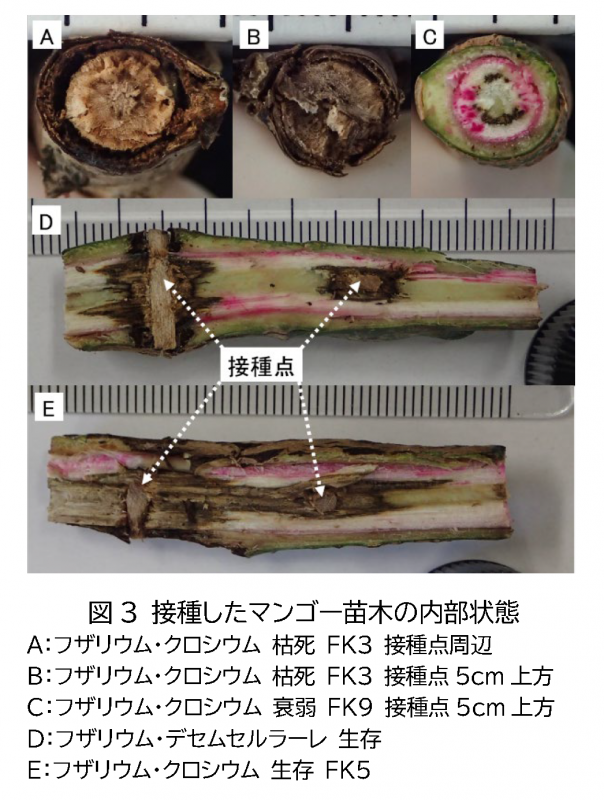 各苗木の通水部分を可視化するために赤い色素水溶液を吸わせ、切開して内部を観察している写真