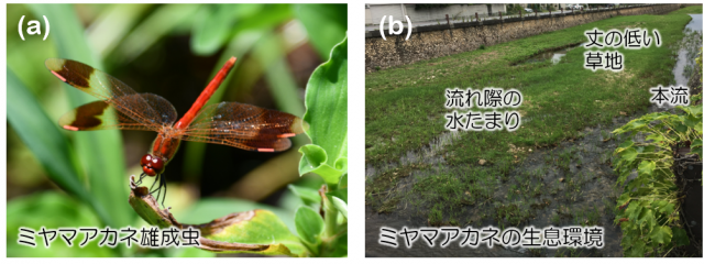 左、里山に生息する赤トンボの一種ミヤマアカネと、右、本流脇にある丈の低い草地、流れ際の水たまりなどの生息環境の写真