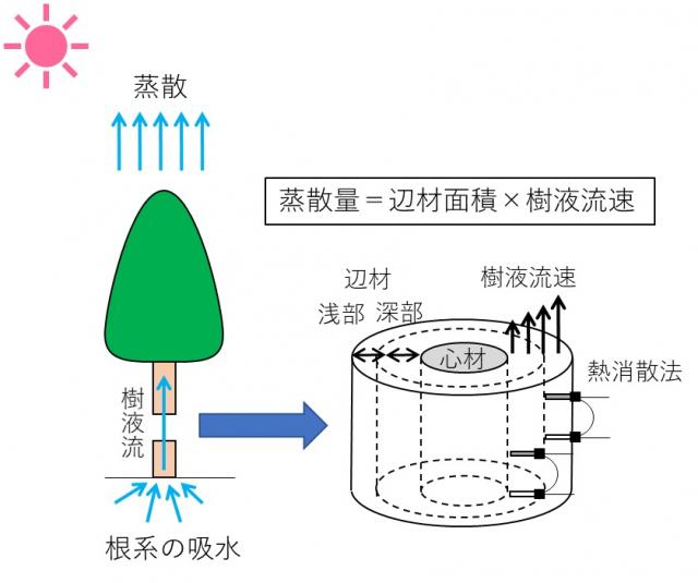 左：根系の給水、樹液流、蒸散までの流れの図と、右：樹液流速の計測方法を示す図