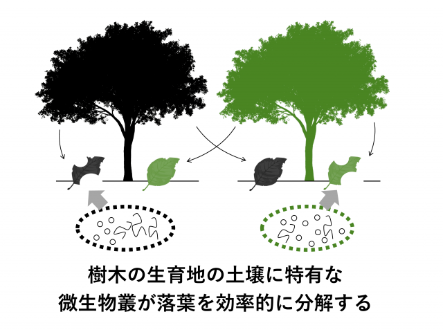 樹木の生育地の土壌に特有な微生物糞が落葉を効率的に分解する様子を示した図