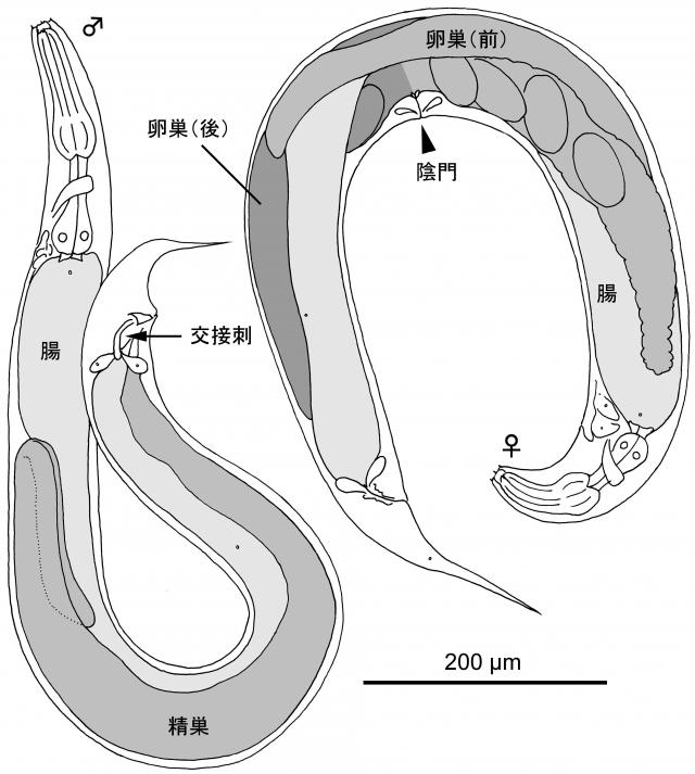図1 Pristionchus seladoniae の雌雄成虫