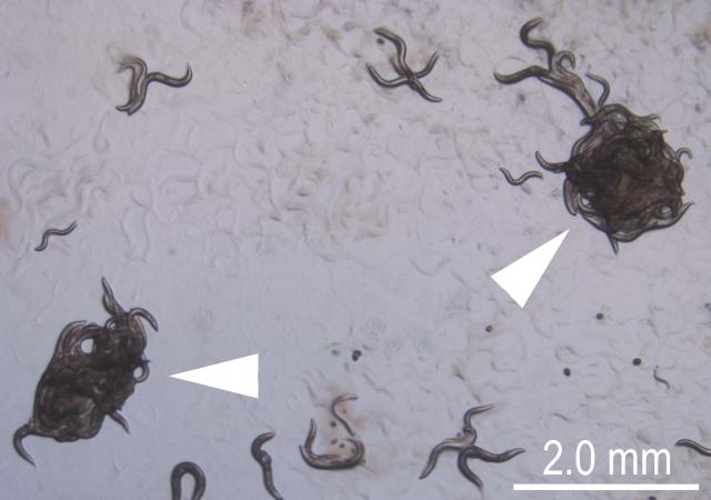 図2 Pristionchus seladoniae の clumping 行動
