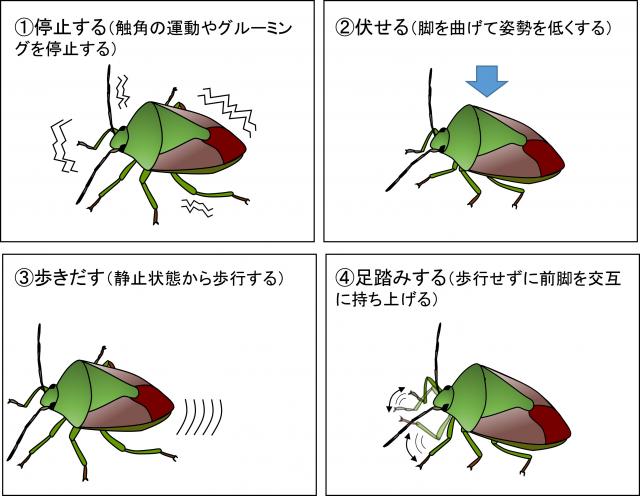 振動を与えたチャバネアオカメムシの4つの行動（停止、伏せる、歩き出す、足踏み）を観察
