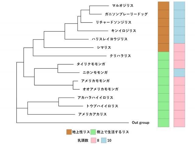 図1地上性リスと樹上え生活するリスそれぞれの乳頭数を比べたグラフ