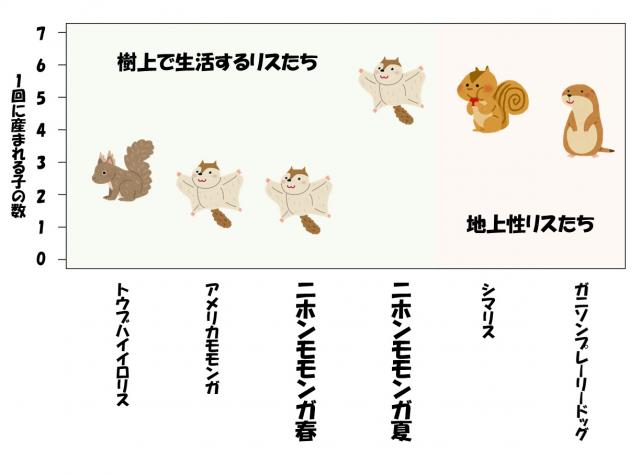 図2樹上で生活するリスたちと地上性リスたちが一回に生まれる子の数を比べたグラフ