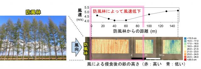 防風林によって畝に届く強風が弱まるのは、防風林から90メートルあたりの距離までの図