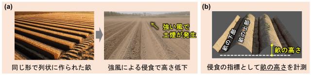 写真1(a)同じ形で列状に作った畑の畝の土が強風で飛ばされ畝の高さが低下する