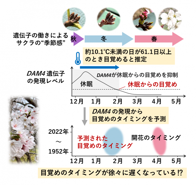1952年から2022年までの遺伝子の働きによるサクラの季節感、DAM4遺伝子の発現レベルなどの概略を示した図