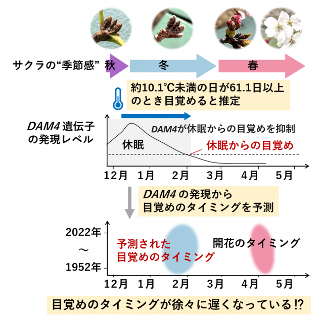 予測された目覚めのタイミング、開花のタイミングを示した図