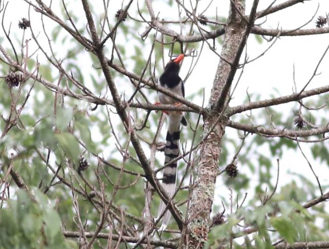 カラス科に属する比較的大きな外来鳥サンジャクの写真