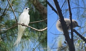図2左：シロアジサシの成鳥の写真と、右：シロアジサシ雛の写真