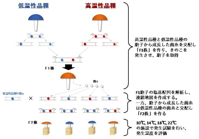 シイタケの発生温度に関与する遺伝子座を探るために、ゲノム上の位置の特定までの様子を表した図