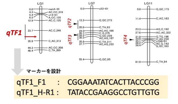 4つの遺伝子座がシイタケの温度発生に関与する可能性が高いこと示している図