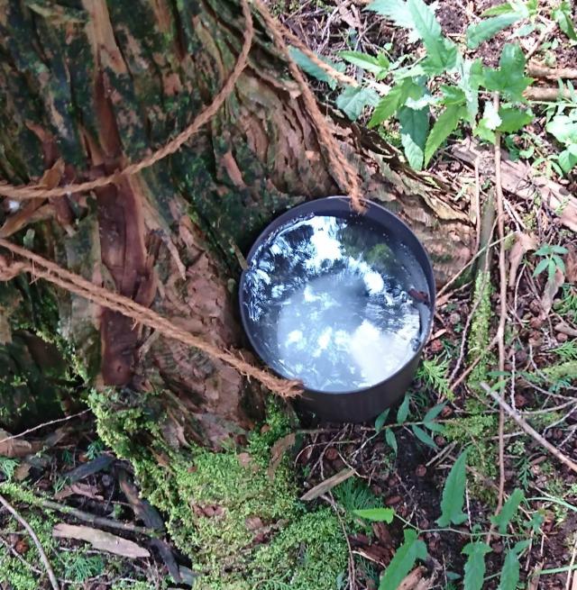 仮説の「食塩（塩化ナトリウム）をエサとして授乳期にあるメスを誘引」を検証している様子