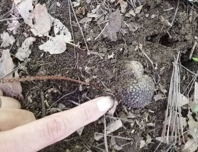 植栽木の株元近くの地表面から発生している子嚢果(しのうか)の写真