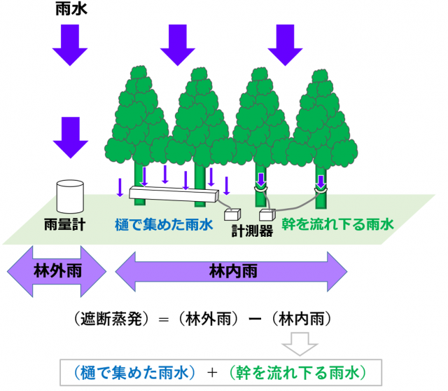 スギ林で森林内の地面に到達する雨水を測定している様子を表した図