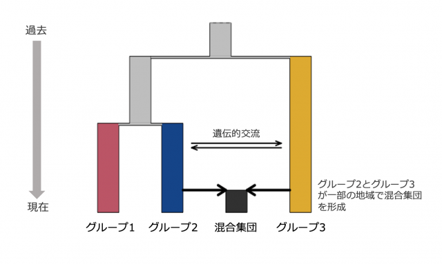 東北地方に2つの遺伝的グループが分布しているが、一部地域では交配した集団があることを示すグラフ
