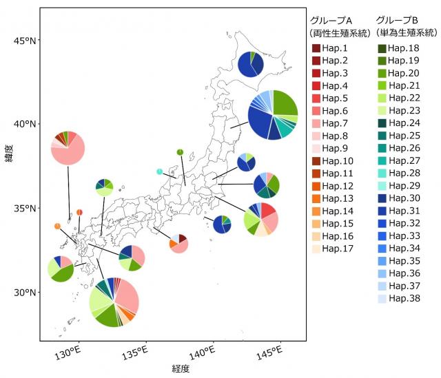 日本における各ハプロタイプの分布図