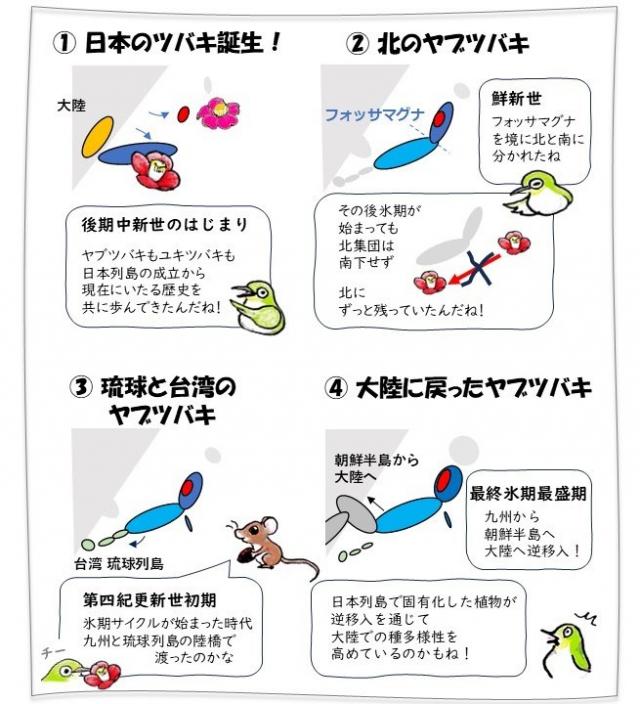 図1左上から 1.日本のツバキ誕生。2.北のヤブチバキ。3.琉球と台湾のヤブツバキ。4.大陸に戻ったヤブチバキ。