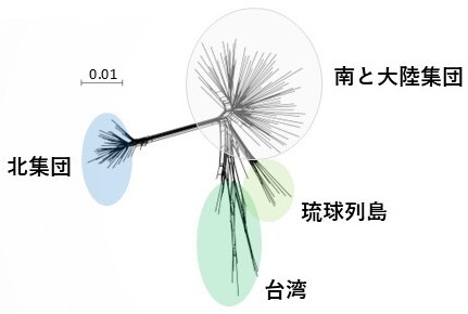 北、南、琉球列島-台湾集団が区別でき、特に北の集団が他の集団と明確に分かれていることを示す図