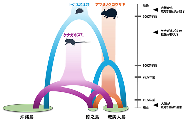 アマミノクロウサギ・ケナガネズミ・トゲネズミ類の各島の集団の分岐イメージを示した図