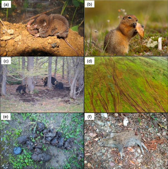 地上部で活動する脊椎動物が土壌動物を採食したり土壌を掘り返す様子などの写真