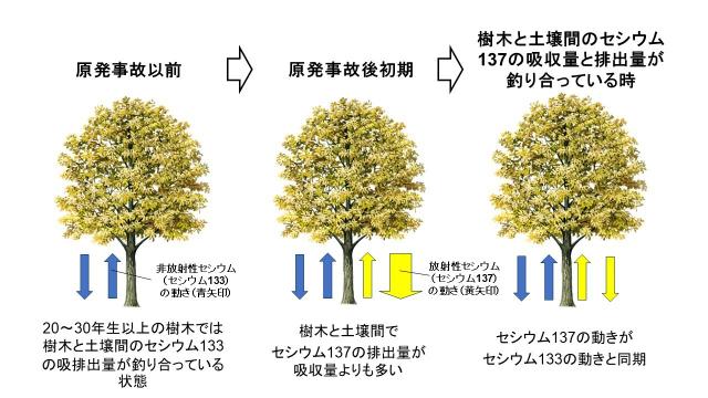 原発事故以前、原発事故後初期、樹木と土壌間のセシウム137の吸収量と排出量が釣り合っている時までを示している図
